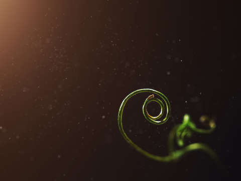 Curl a pea pod shoot
