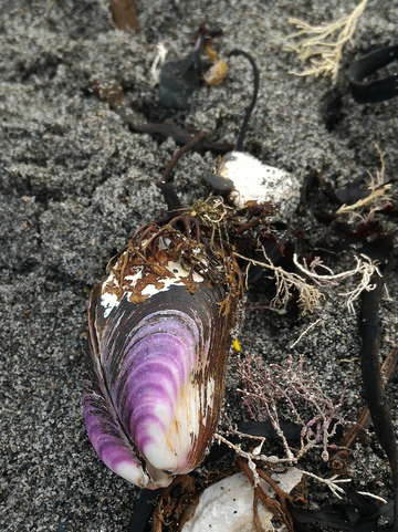 Purple mussel 2