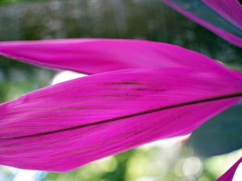 Tropical petal
