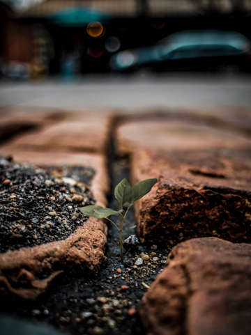 Growth 4
