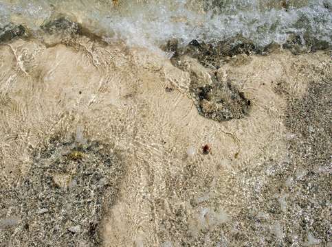 Shoreline