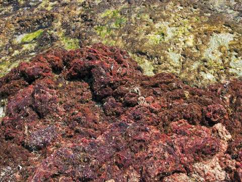 Red algae