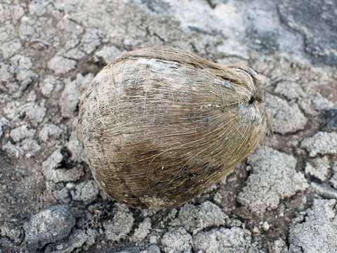 Coconut