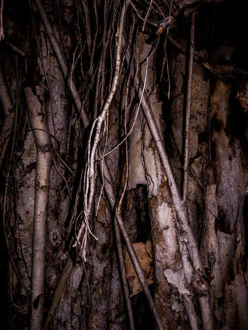 Jungle 1