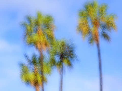 4 Palms Avenue