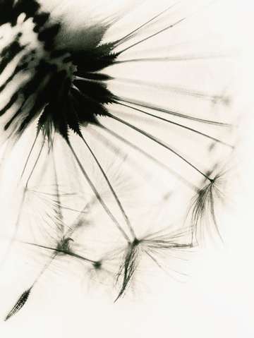 Summer wishes