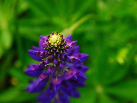Lupine