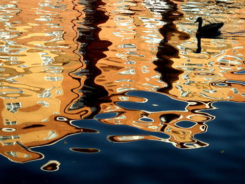 Reflecting on a black swan on the indy canal