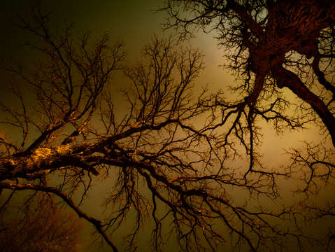 Tree light