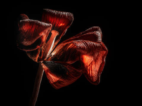 Dried tulip blossom