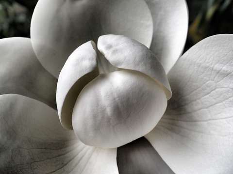 The unknown flower