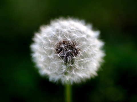 The heart of the lonely dandelion