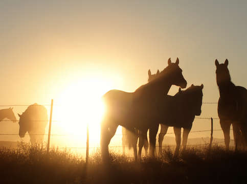 Horses 1
