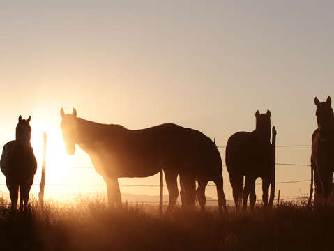 Horses 2