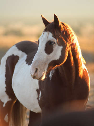 Horses 3