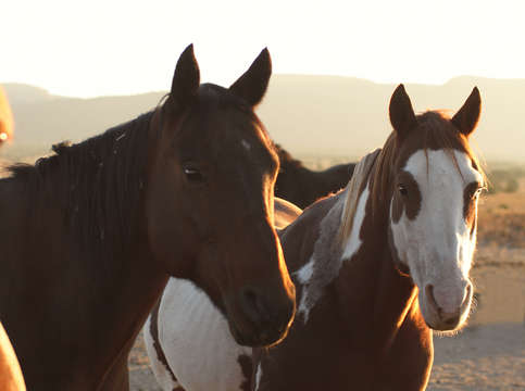 Horses 4