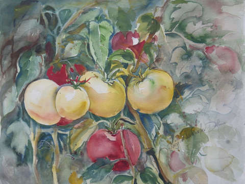 Tomatoes 2