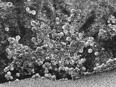 Barnacles 7