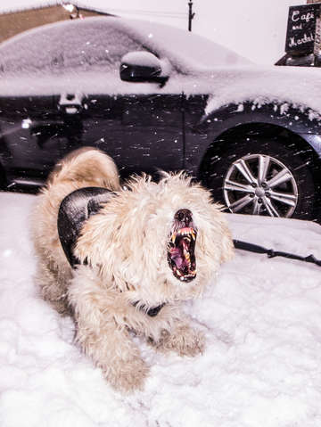 White Dog in Snow