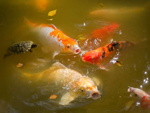 Koi Feeding