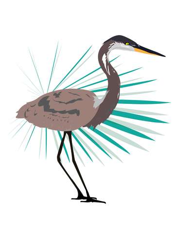 Blue heron 4
