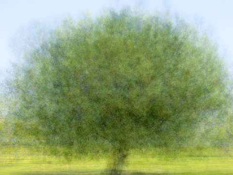 Tree in the park 2