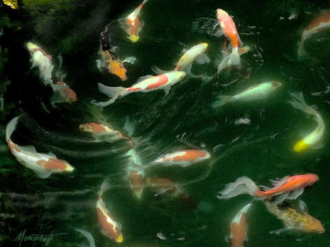 Koi Swimming in Circles