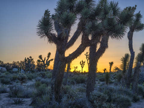 Good morning from joshua tree 1