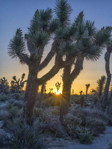 Good morning from joshua tree 2