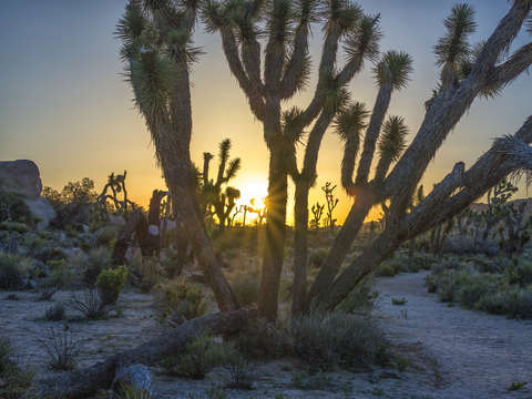 Good morning from joshua tree 3