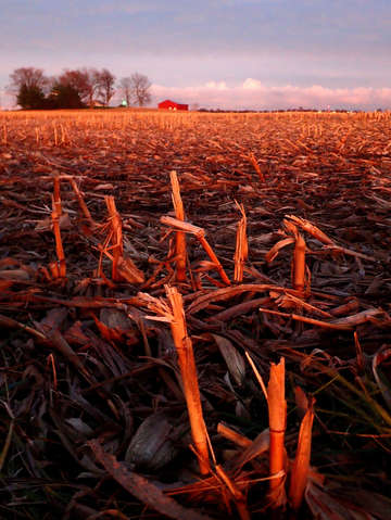 Sunset on an indiana harvest