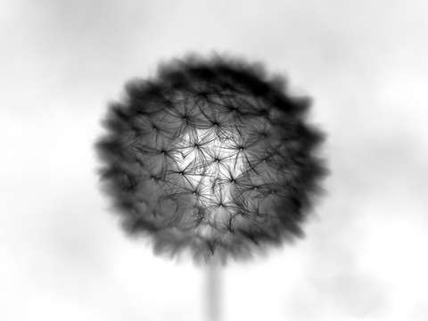The introverted dandelion