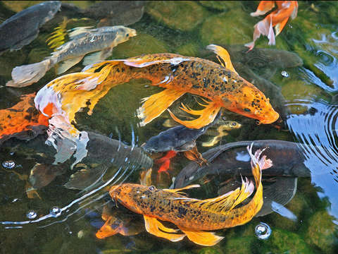 Koi / Abundance
