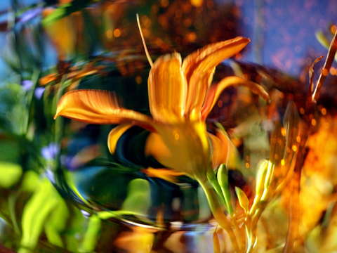 Reflecting on a tiger lily