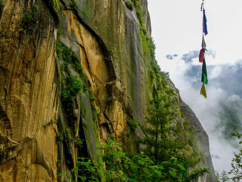 Tigers nest fog