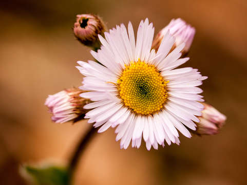 Wildflower 2