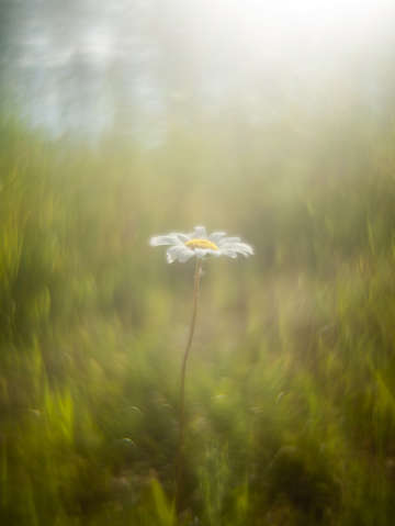 Daylight daisy