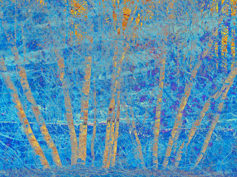 Blue birches