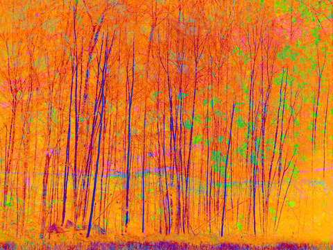 Tree impressions yellow