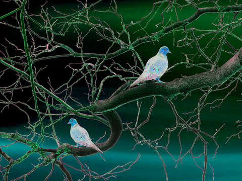 Doves 2