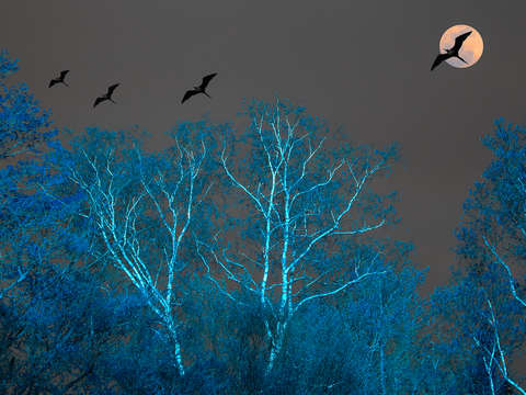 Birches and frigate birds