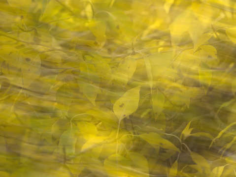 Autumn breeze 2