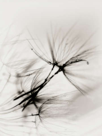 Dew v