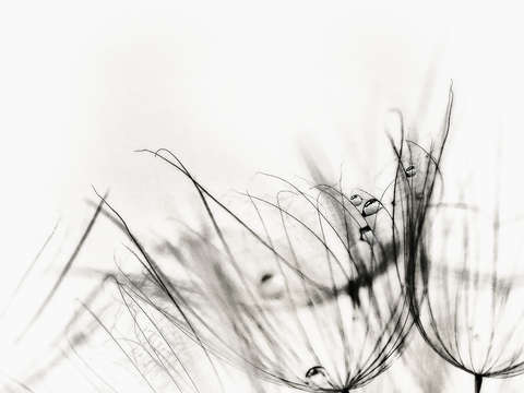 Dew 1