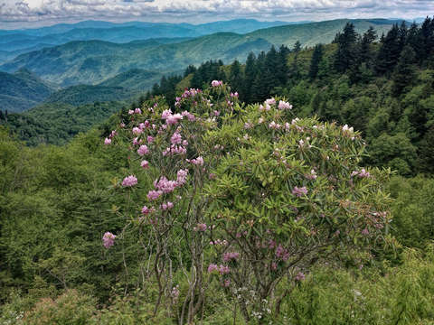 Woolyback overlook