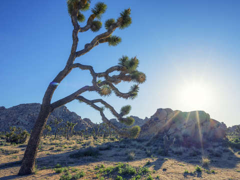 Bowing to the sun