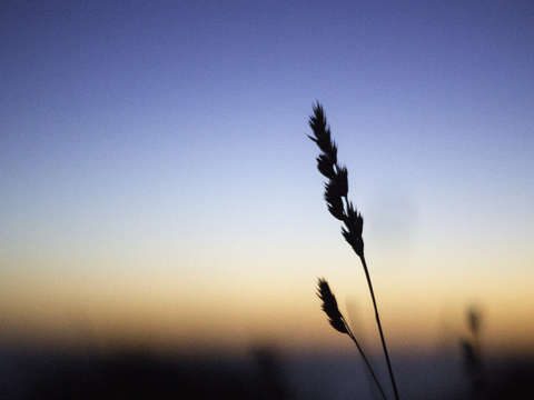 Evening grain