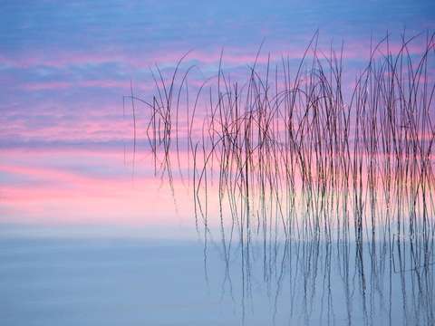 Reeds1