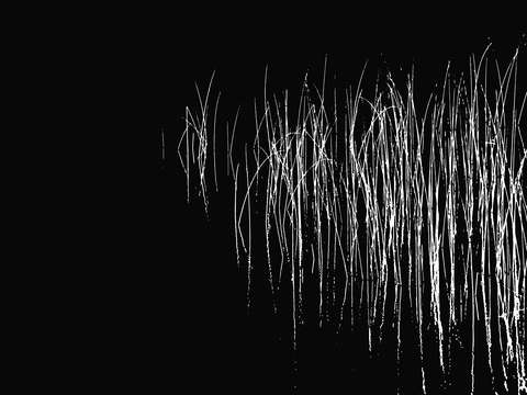 Reeds2