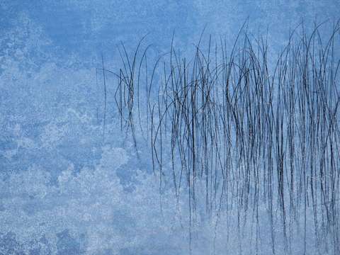Reeds4